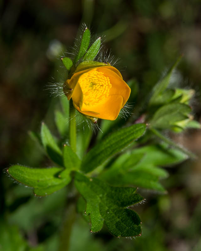 Ranunculus  cfr. bulbosus